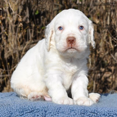 Clumber Spaniel Puppy