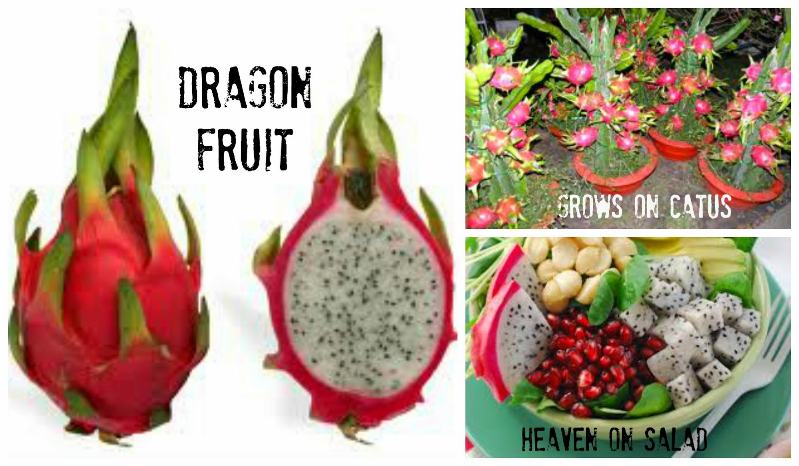 Fit Inside & Out Housewife 10 Benefits of Dragonfruit & How to cut and