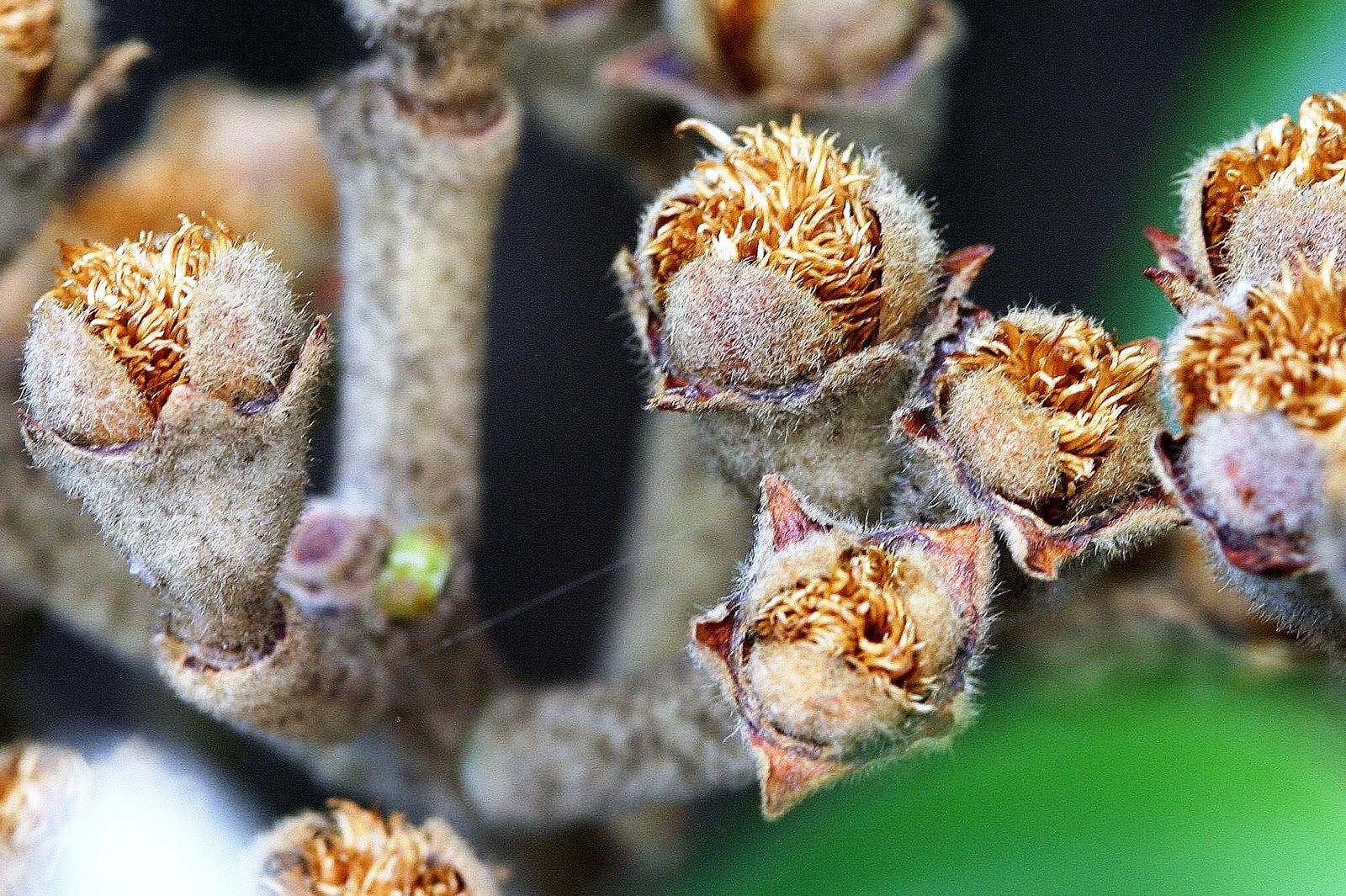 Capsule A dry dehiscent fruit Botany word of the day