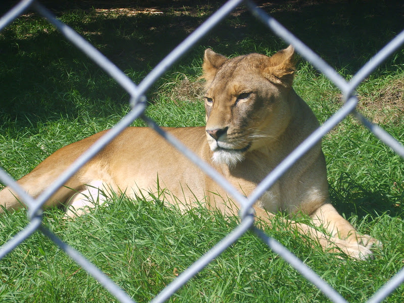 Just Lions Dartmoor Lions 2007