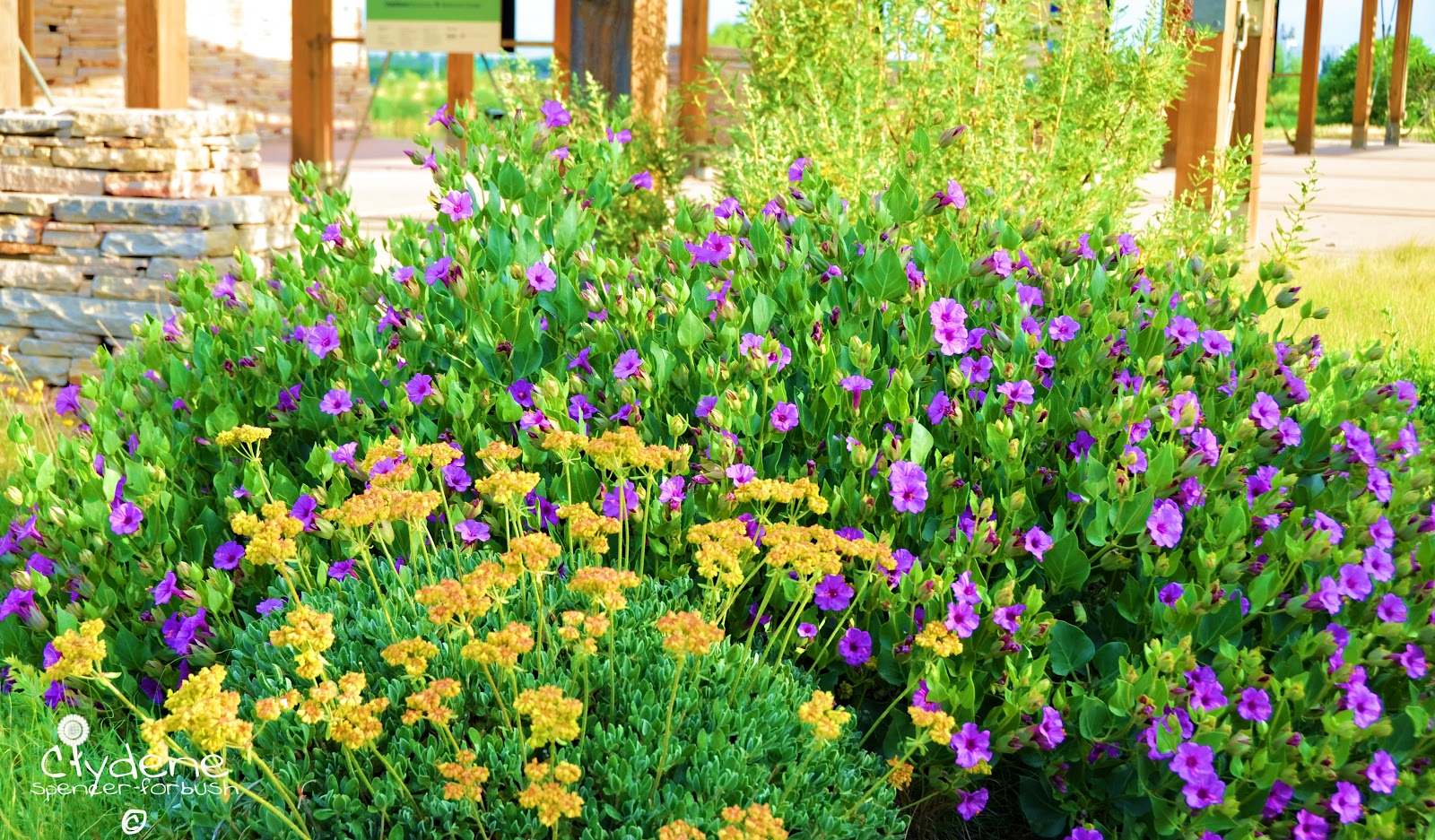 Skunk Hollow: Utah Botanical Gardens- Kaysville