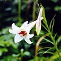 Lili (Lilium formosanum Wall.)
