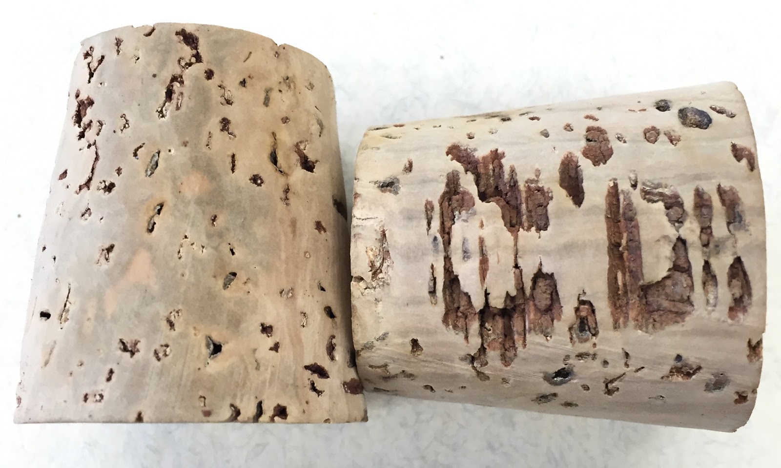 The Phytophactor Botany Within Your Reach 1. Corks