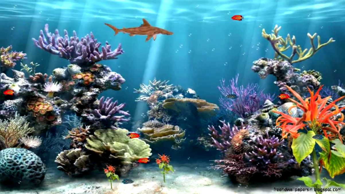 C Reef Aquarium Animated Wallpaper animated C Reef Aquarium Animated Wallpaper animated