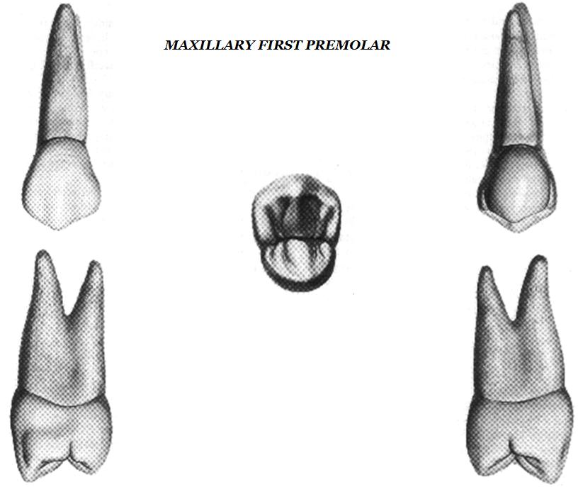 dental anatomy of maxillary first molar gallery the anatomy of maxillary second premolar