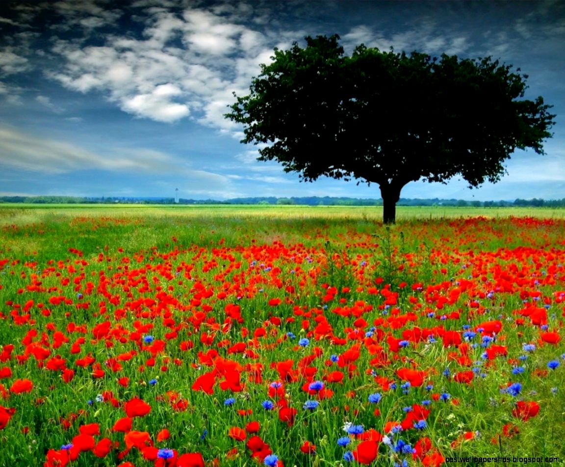 Flower Meadow Wallpaper 6821068 Flower Meadow Wallpaper 6821068