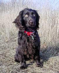 Download All Breeds Of Dogs In The World Boykin Spaniel Free HD Get Wallpaper All Breeds Of Dogs In The World Boykin Spaniel Free