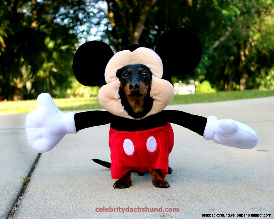 Dog Dressed as Mickey Mouse   YouTube Dog Dressed as Mickey Mouse   YouTube