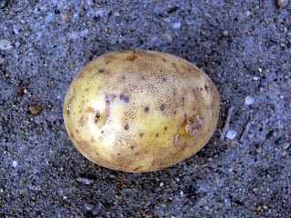 A found Potato