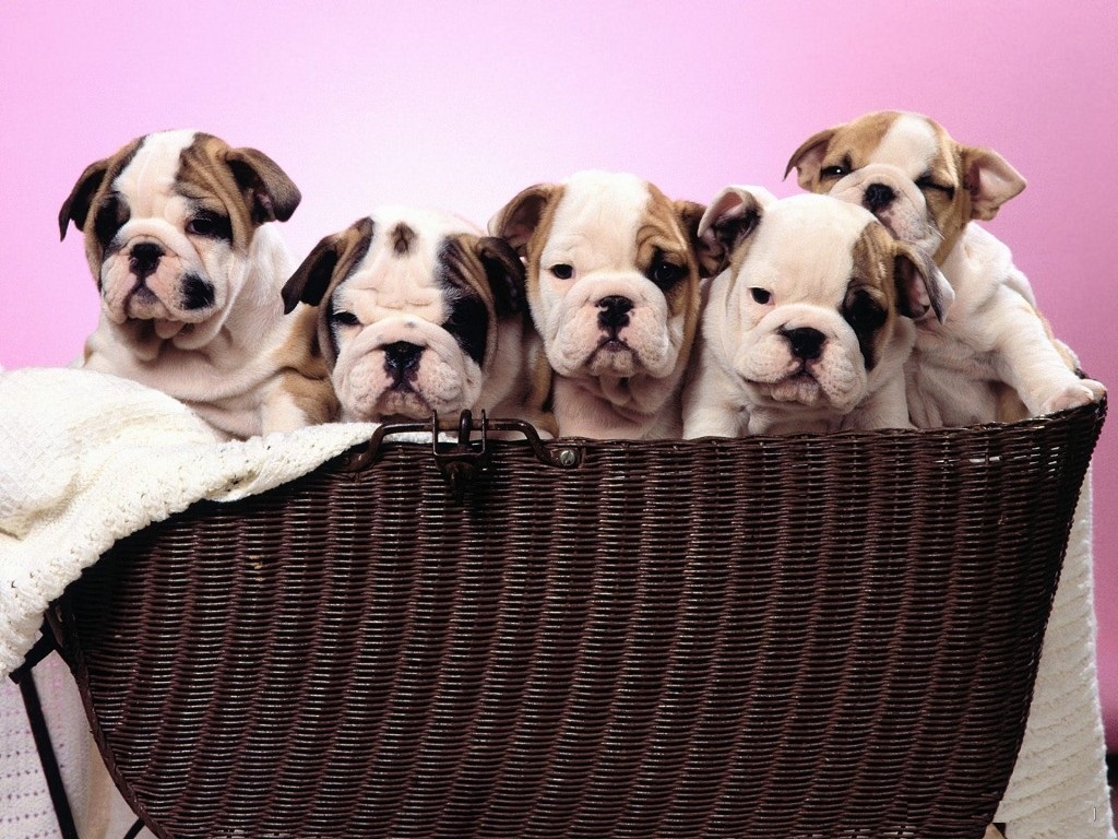 latest tech tips: Very Cute Puppy Wallpapers.