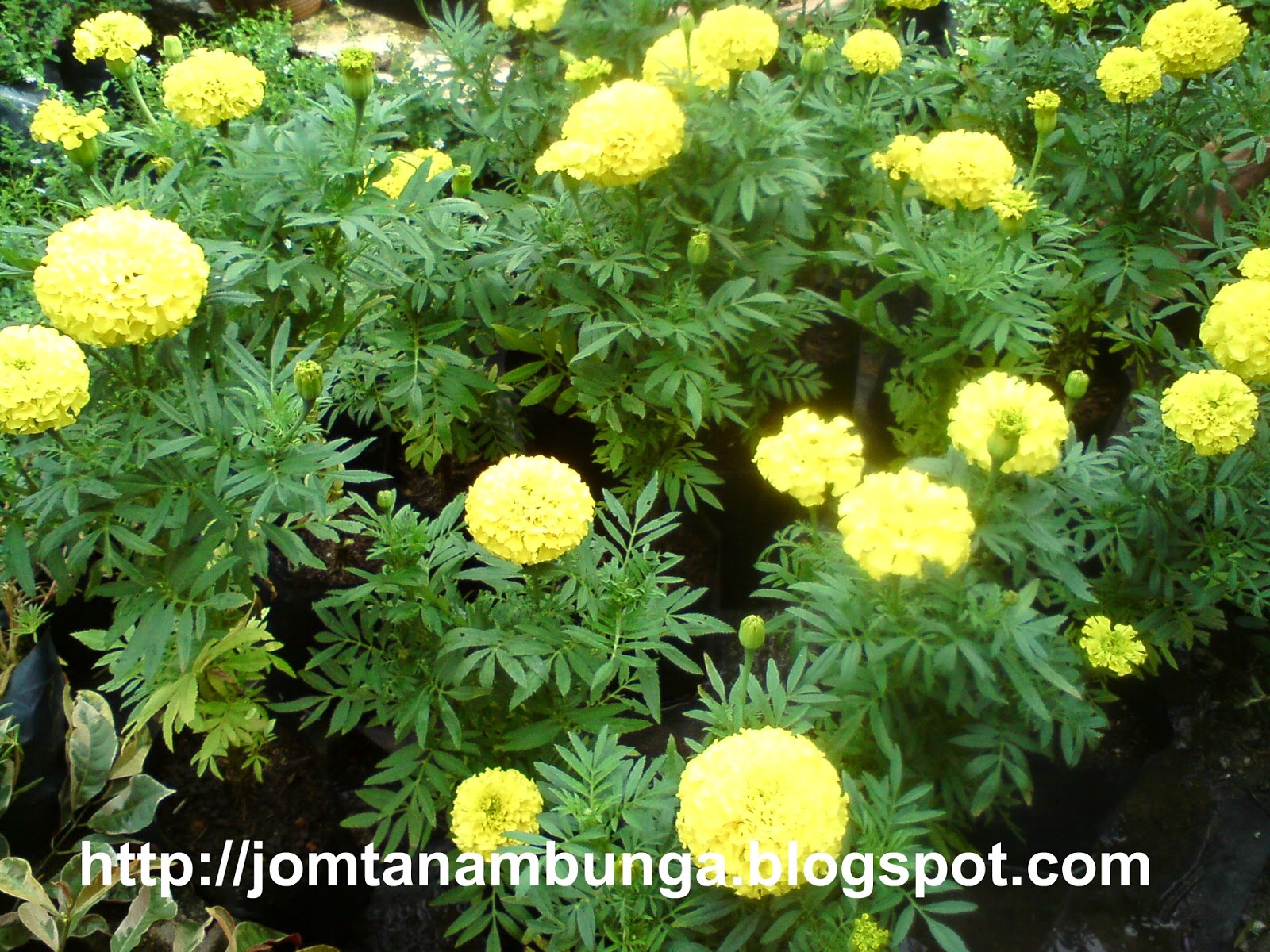 JomTanamBungaBungaTahiAyamMarigoldKeLantanaCamara JomTanamBungaBungaTahiAyamMarigoldKeLantanaCamara
