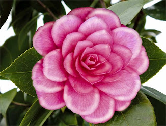 The Pink and White Camellia