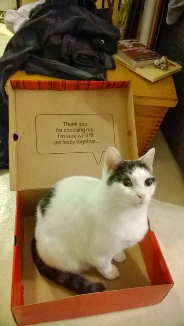 Funny cats - part 88 (40 pics + 10 gifs), cat sits on shoes box