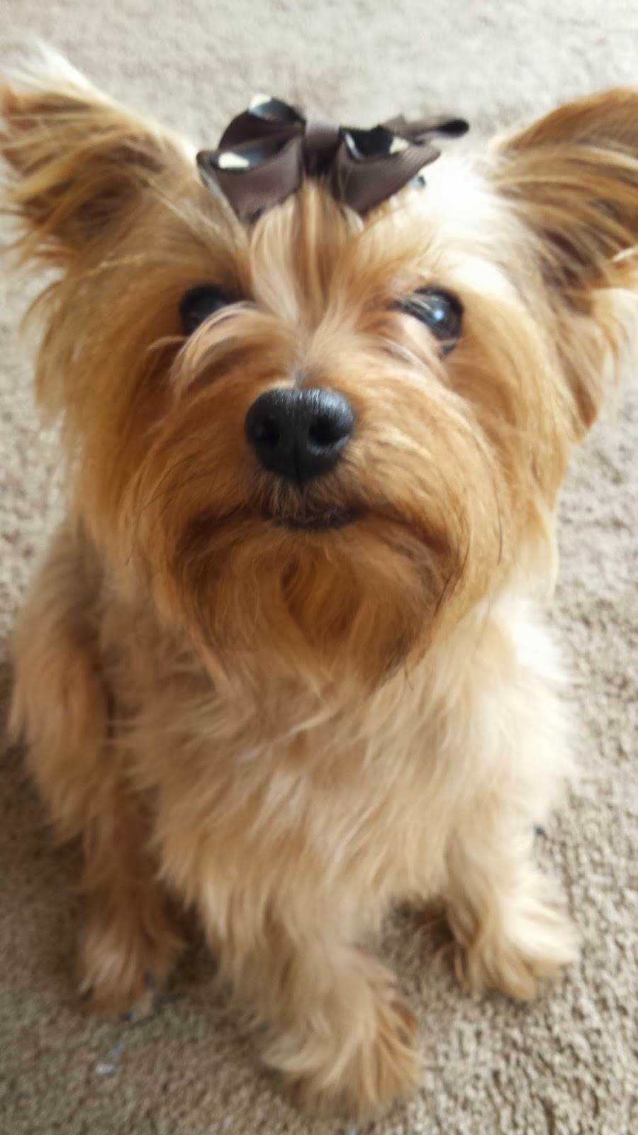 Frugal Shopping and More Yorkie Splash and Shine Review and Giveaway