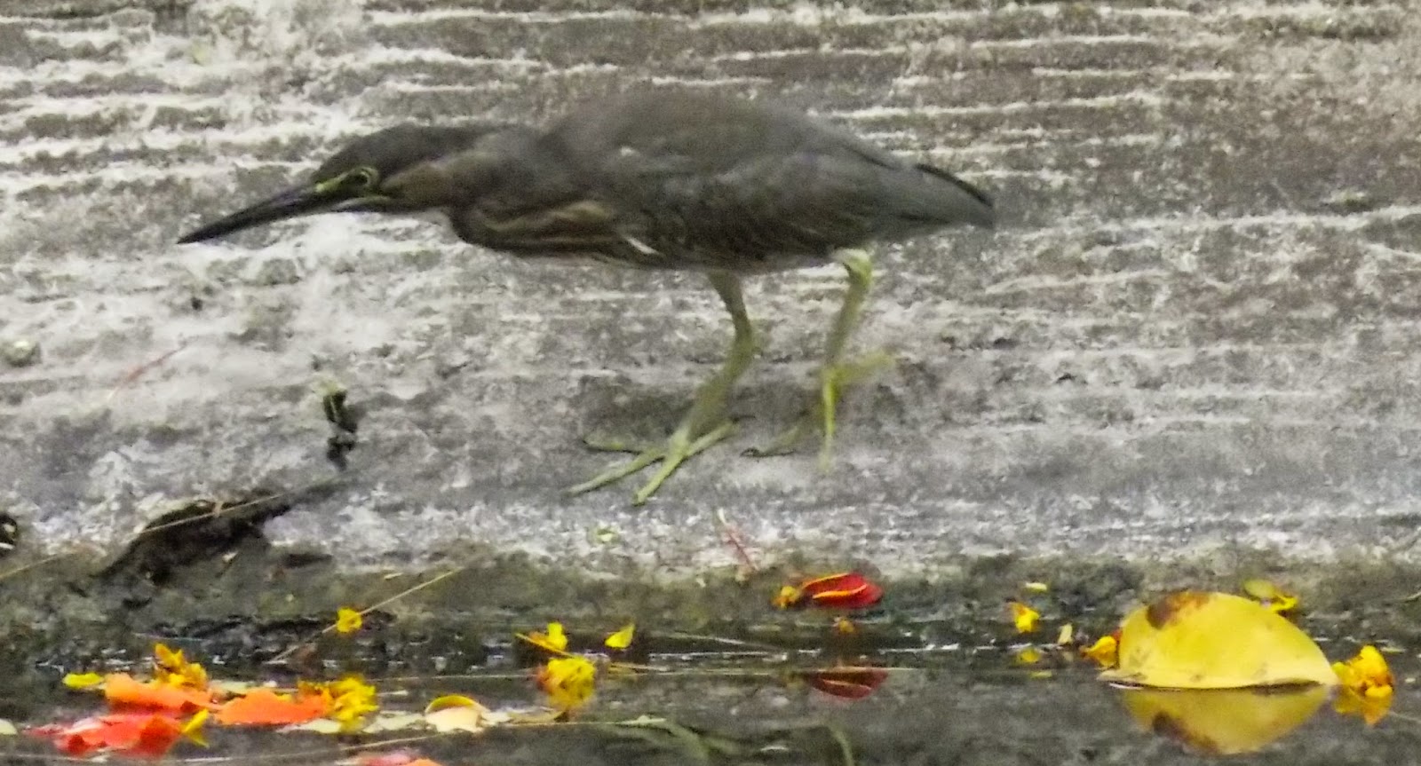 Dunia Burung Burung Pemakan Ikan Koleksi Kbs