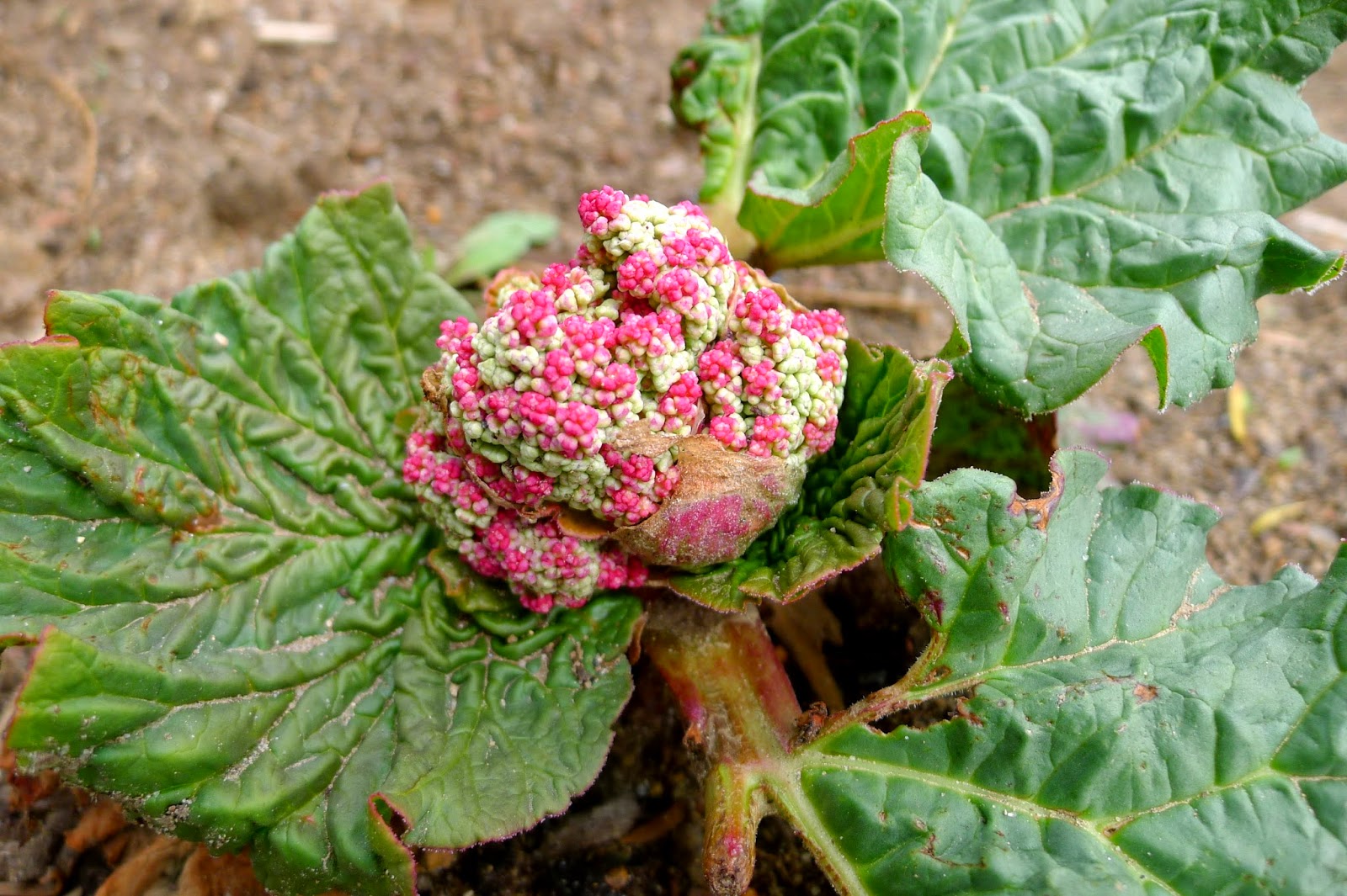 Less Noise, More Green Bolting Rhubarb