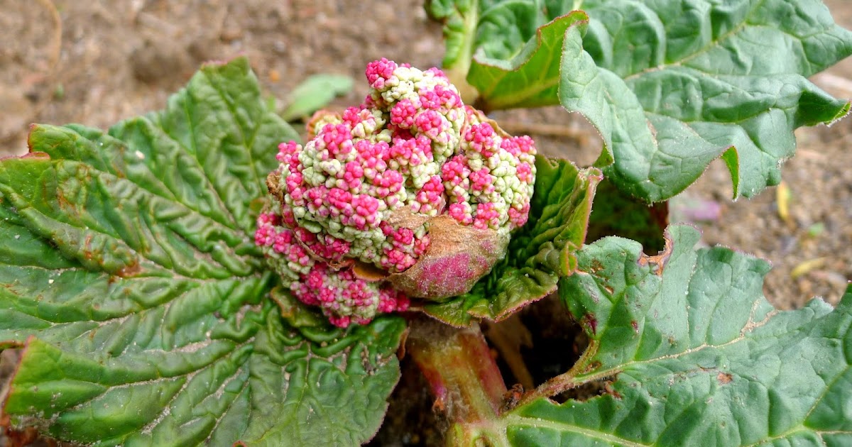 Less Noise, More Green Bolting Rhubarb