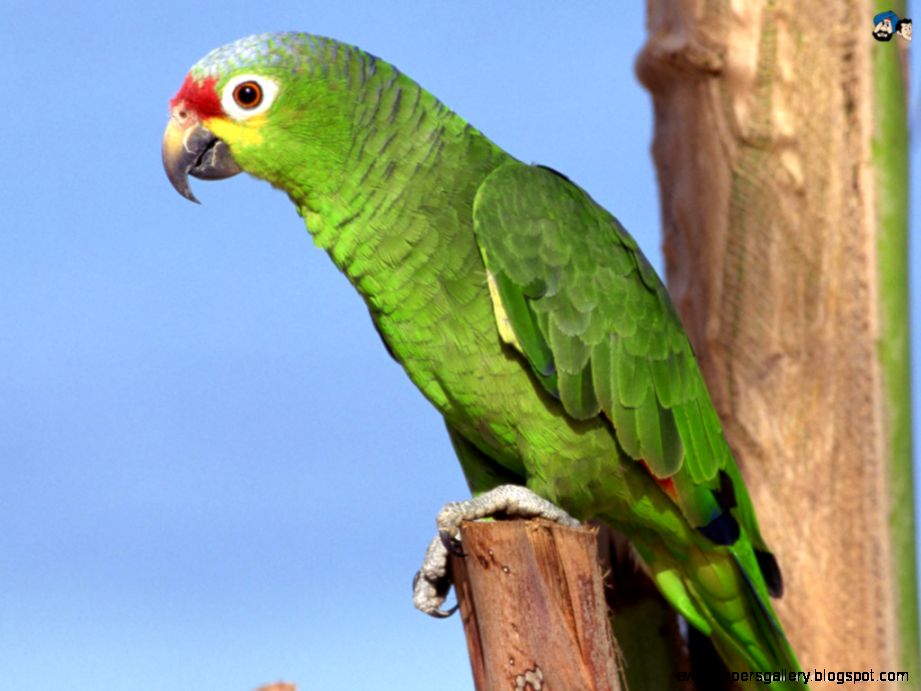 Indian Parrot Wallpaper Amazing Wallpapers Indian Parrot Wallpaper Amazing Wallpapers