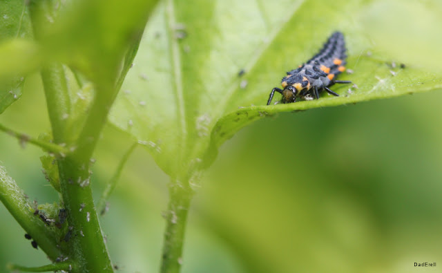 Larve de coccinelle à la chasse aux pucerons