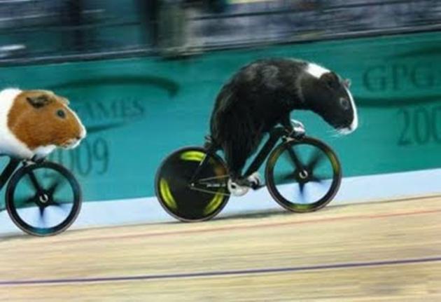 Funny+Olympic+Animals_3.jpg