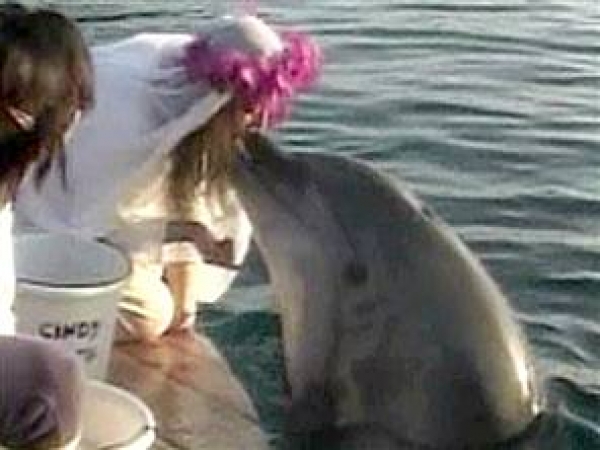 A woman in a wedding dress kissing a dolphin
