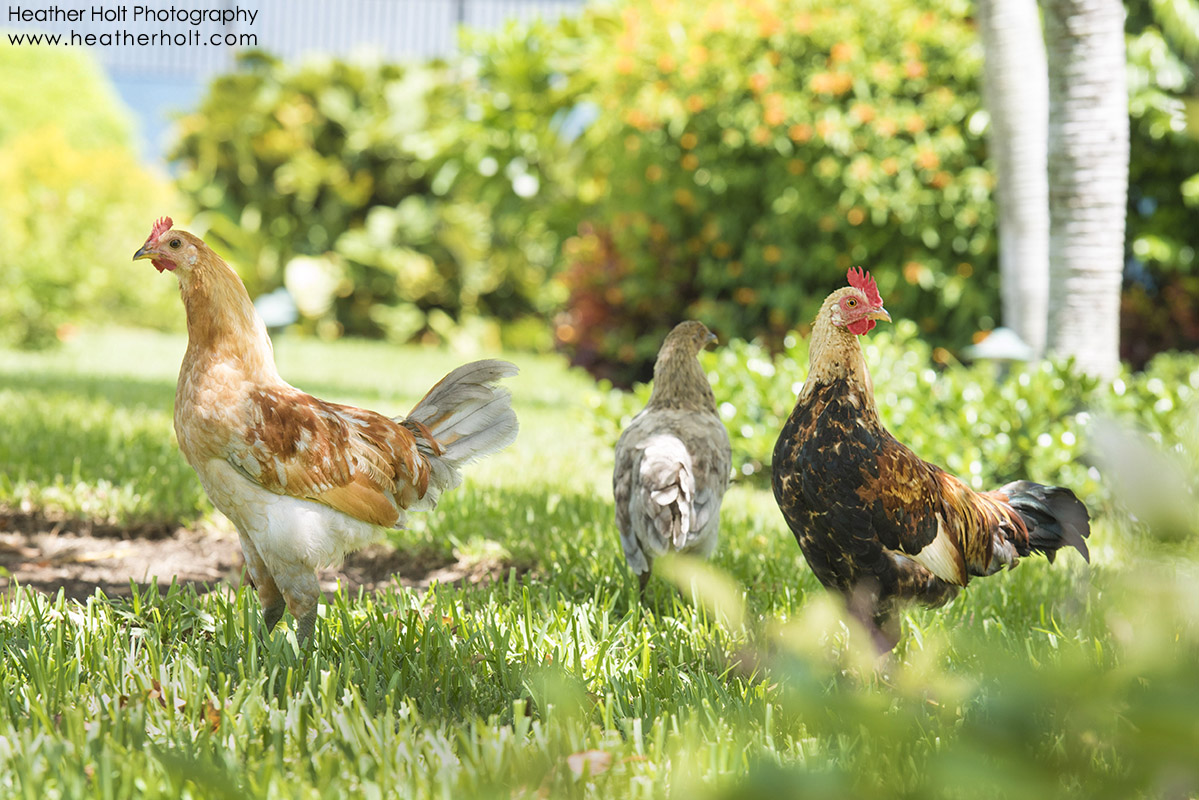 SILVER SANDS The Wild Chickens of Cayman