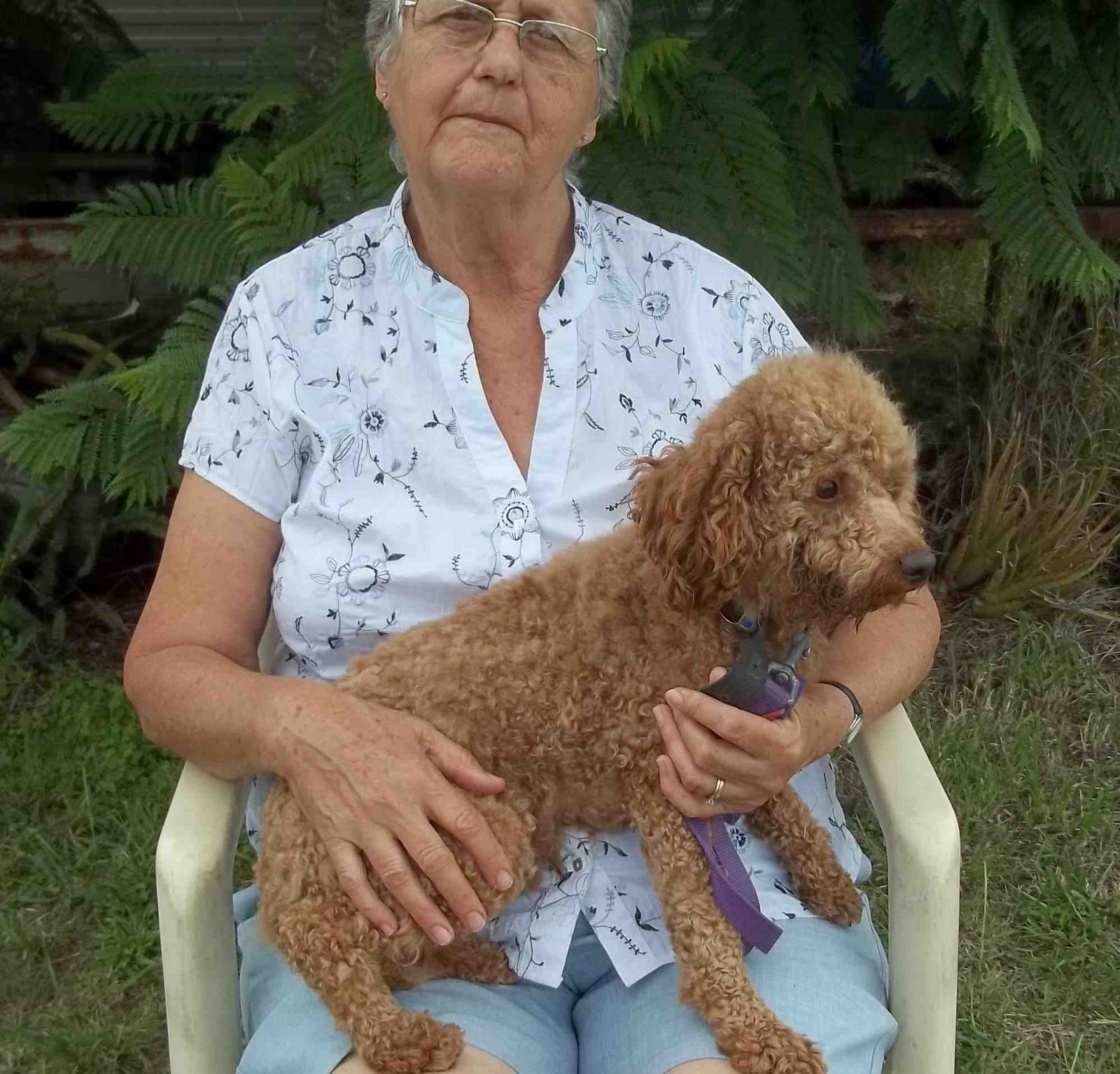 Cavoodle Breeder Selling Top Quality Dogs