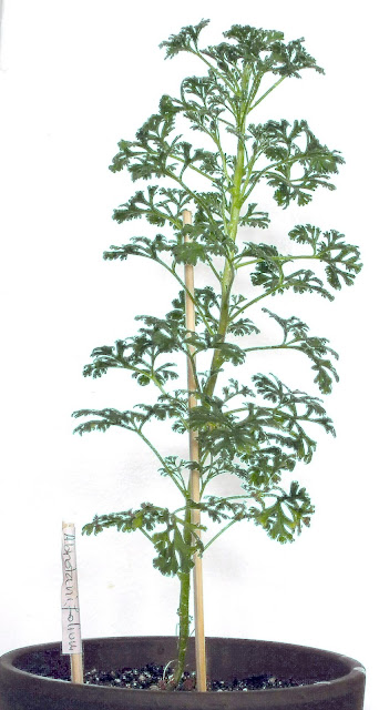 Southernwood-Leaved Geranium, Pelargonium Abrotanifolium with colored edges