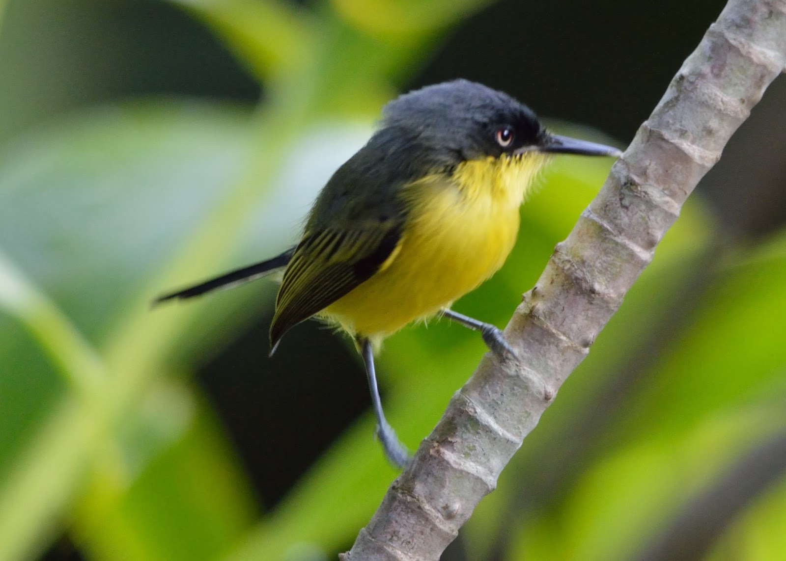 Two Black Country Birders Costa Rica Part 3