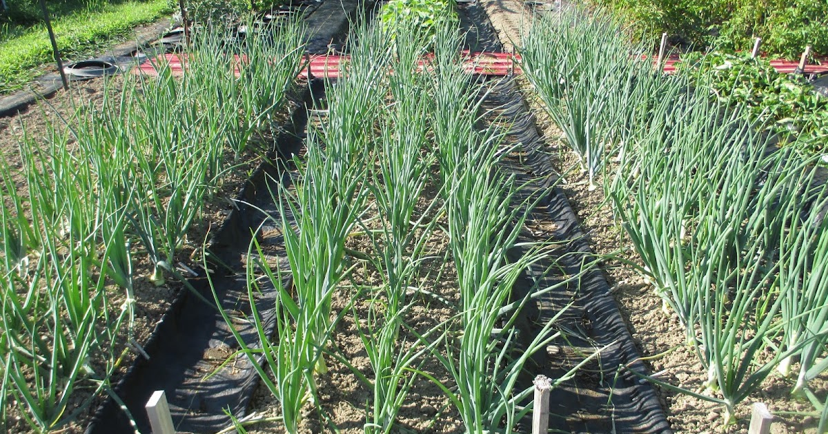The Deliberate Agrarian Growing Onion Sets(An Ongoing Experiment)