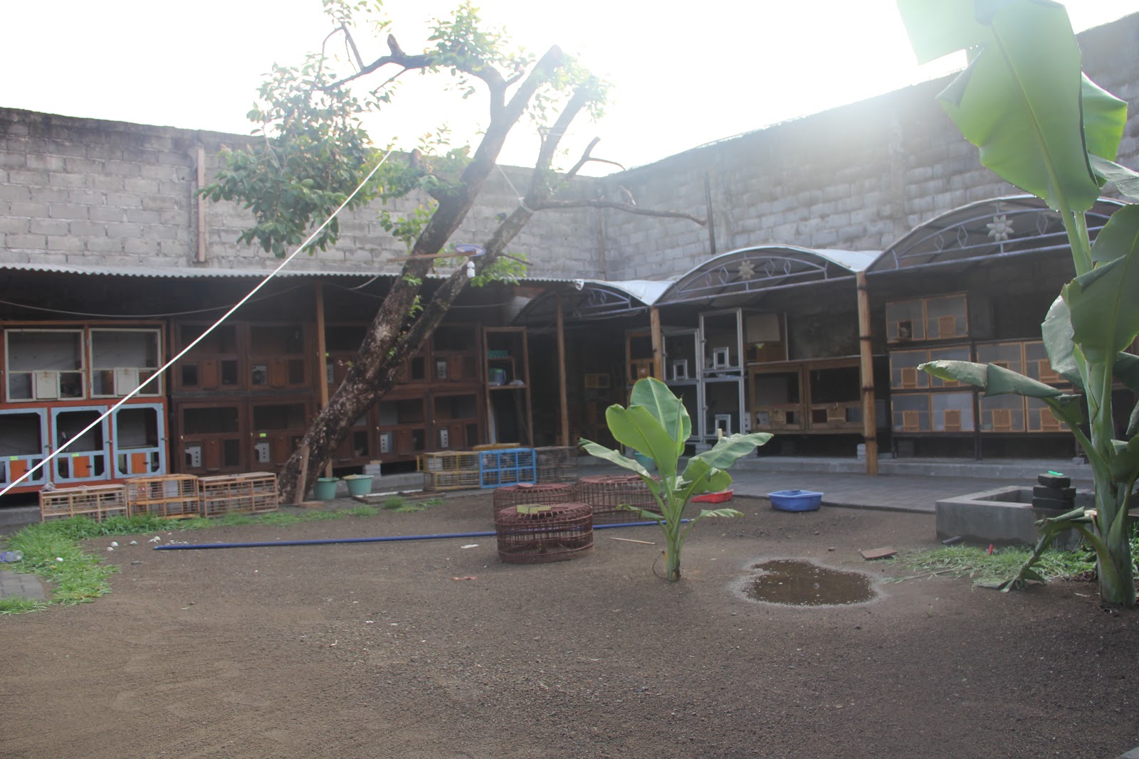 Cara Membuat Kandang Burung Merpati Kipas Jenis Dan Harga