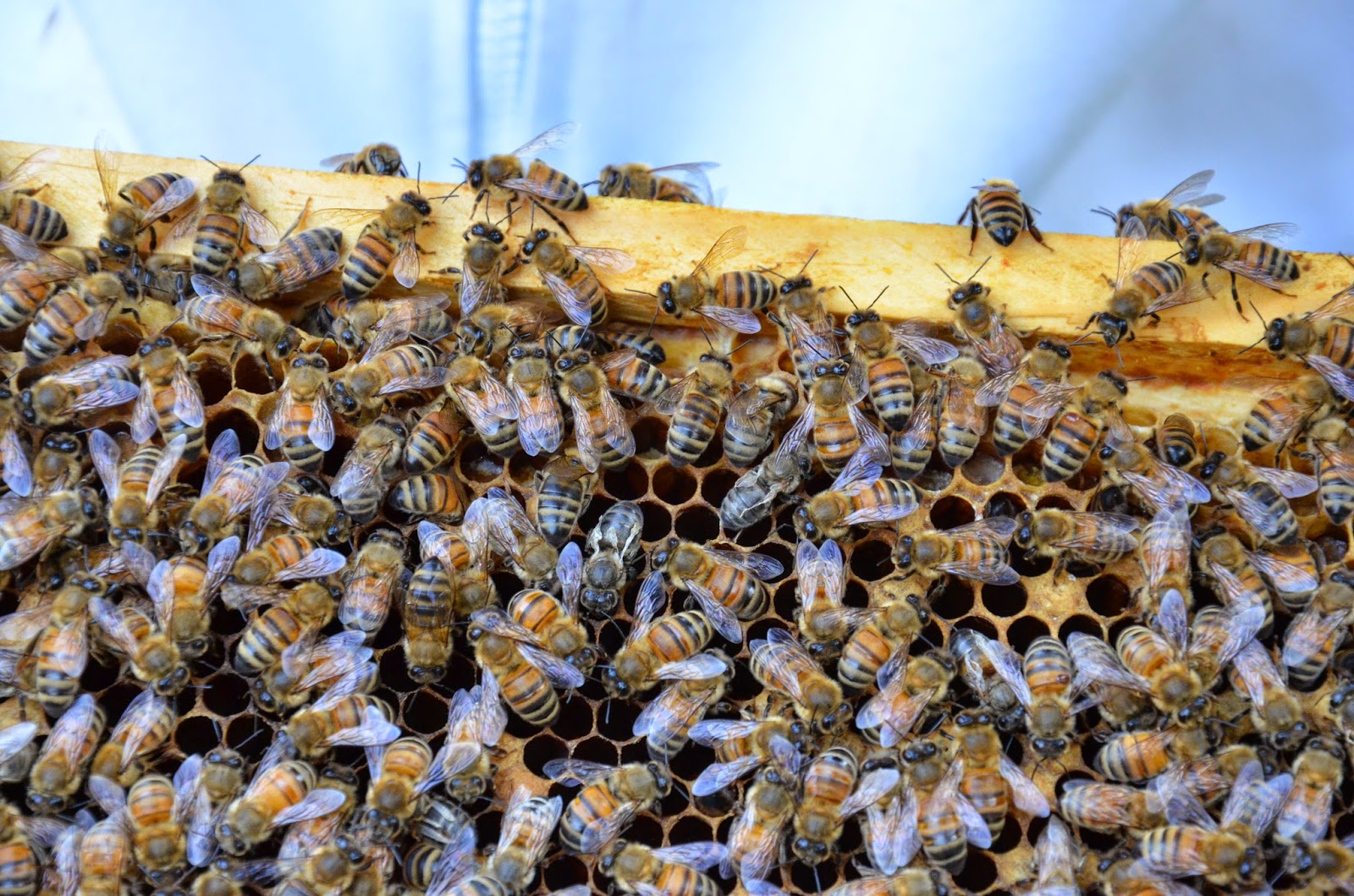 Andrea's Bees: Two Queens, one Hive...again!