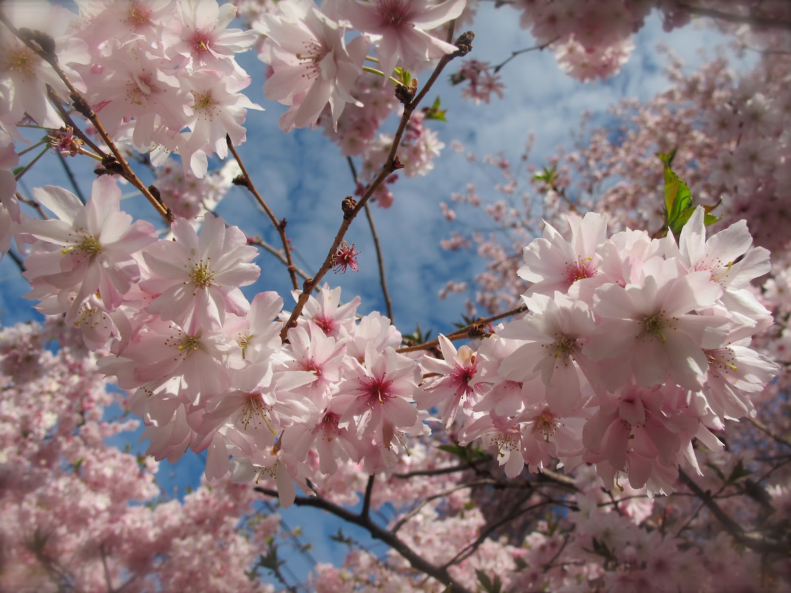 Orange Slices Cherry Blossom Fever