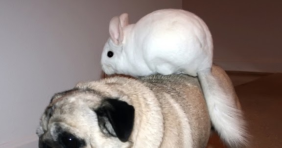 DJUR på DJUR. Chinchilla på hund.