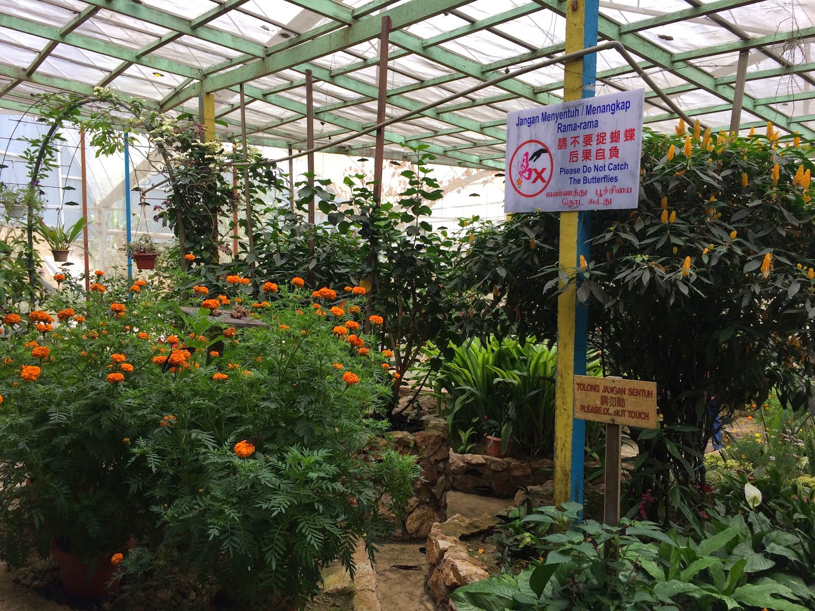 Butterfly Garden Cameron Highlands Malaysia Travel is my favorite Sport