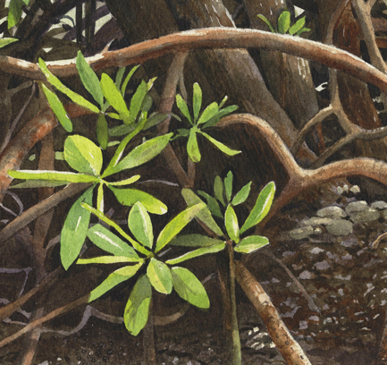 everglades mangroves conservation atlas greater detail