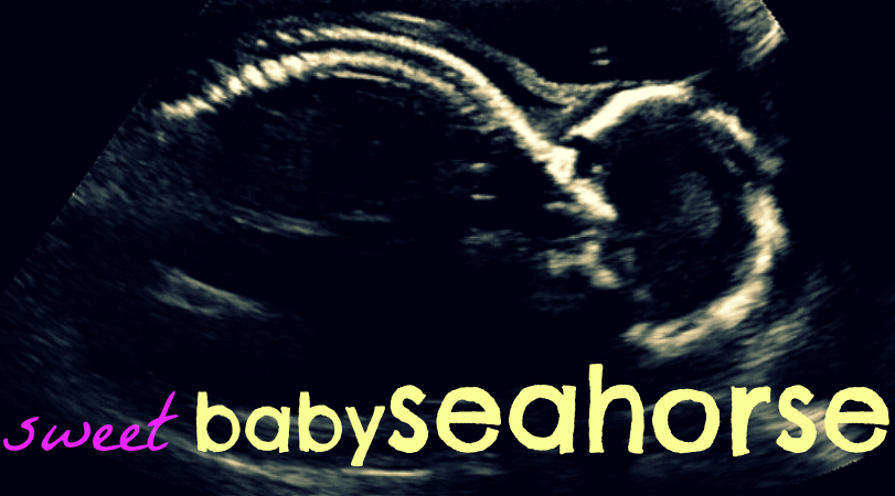 Sweet Baby Seahorse