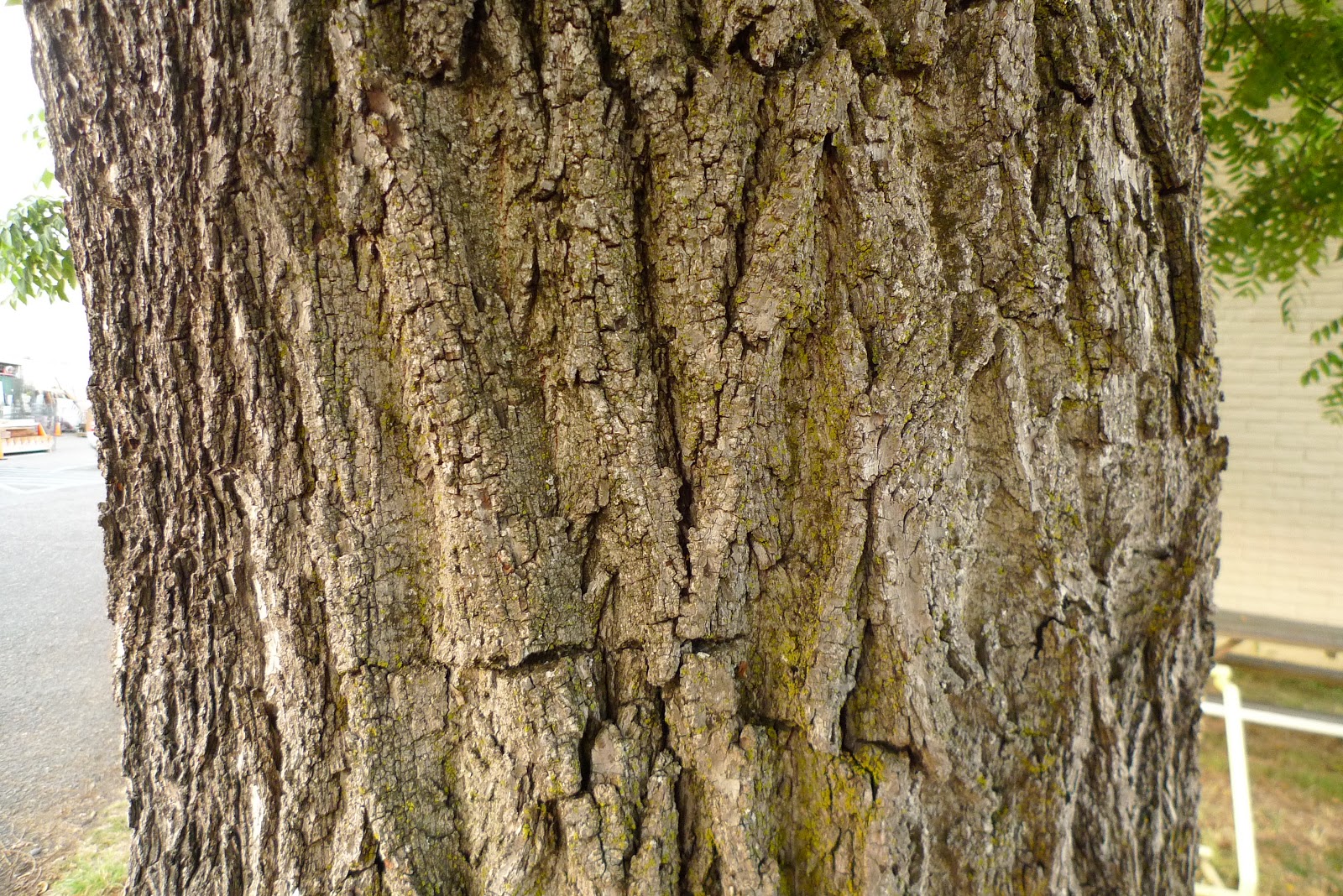 Wild Harvests Black Walnut