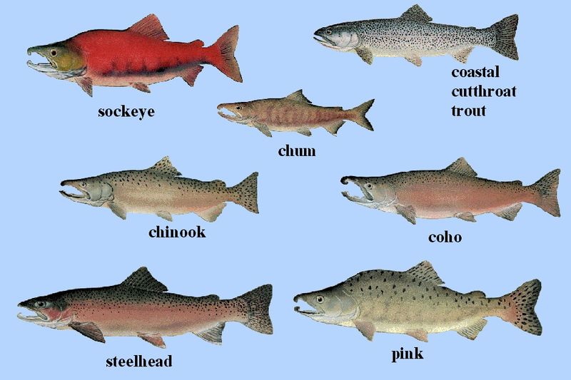 The Salmon Fish