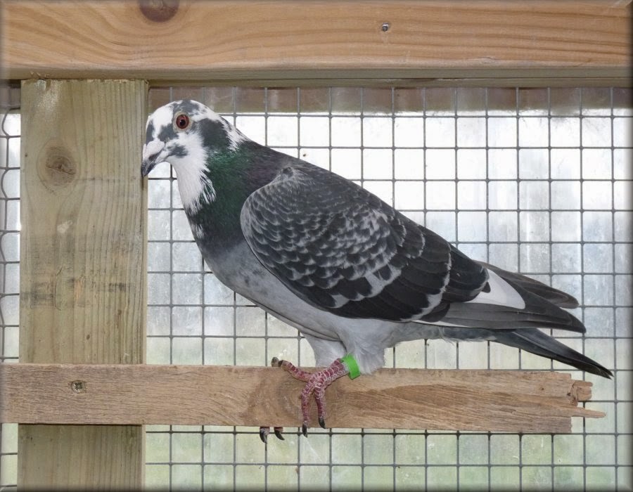 Pigeon Fever PF 27 tot 30