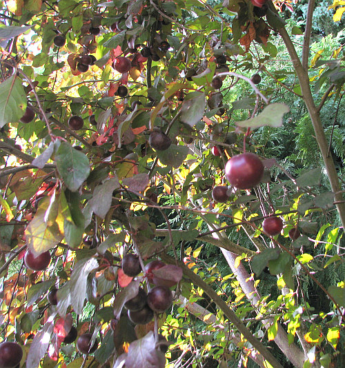 Cat EyesA Cat Woman's Photos Oregon Berry Picking
