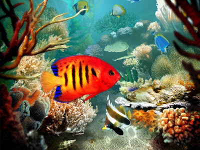 Aquarium Fish photo