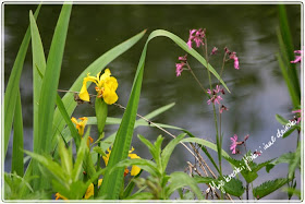 lilie wodne, water lilias, staw,, mallard duck, lake, rośliny wodne