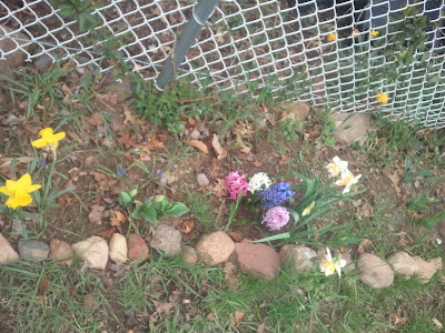 gardening in the boroughs of nyc: April 2011