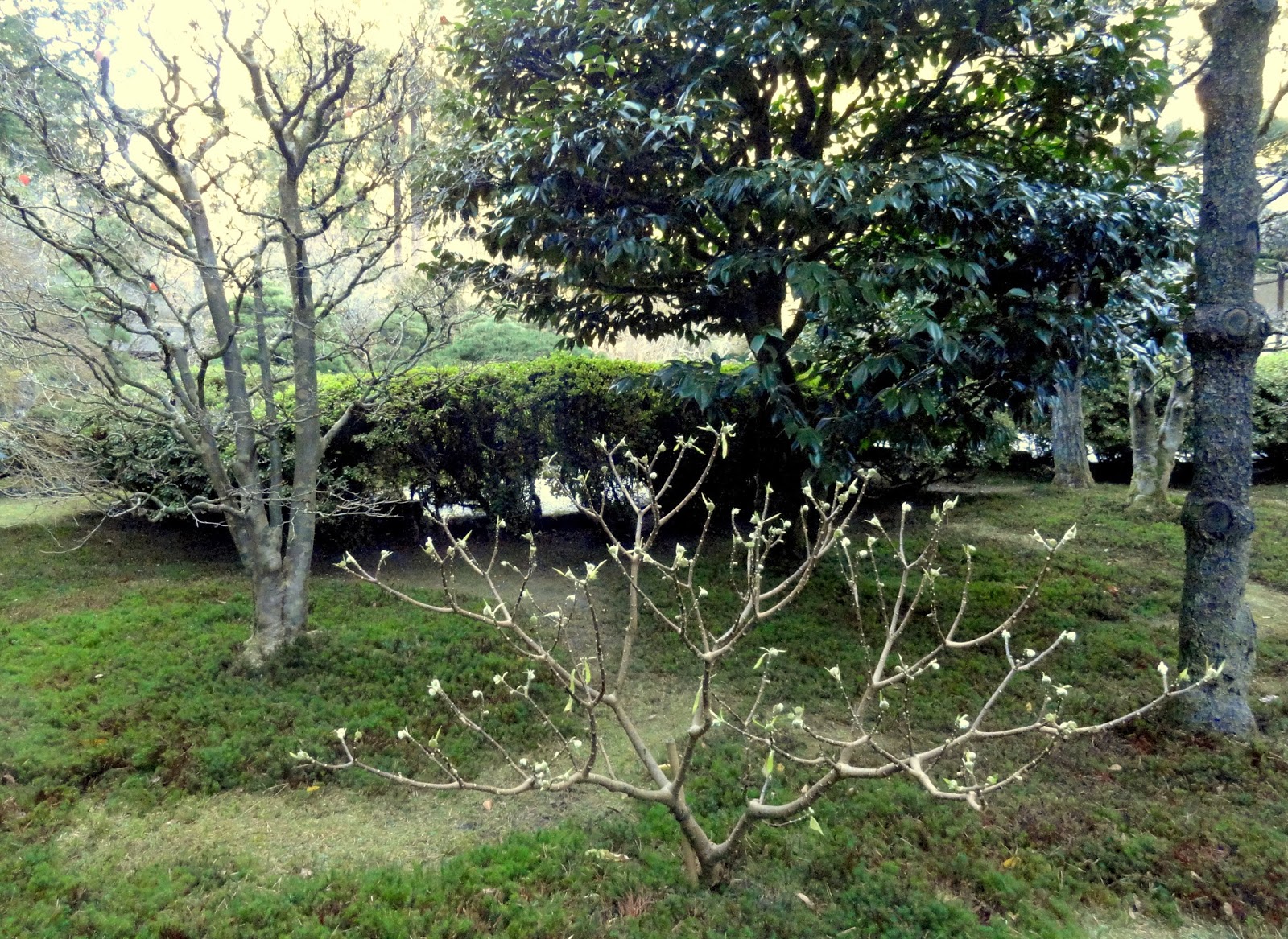 danger garden: Portland’s Japanese Garden, after the color
