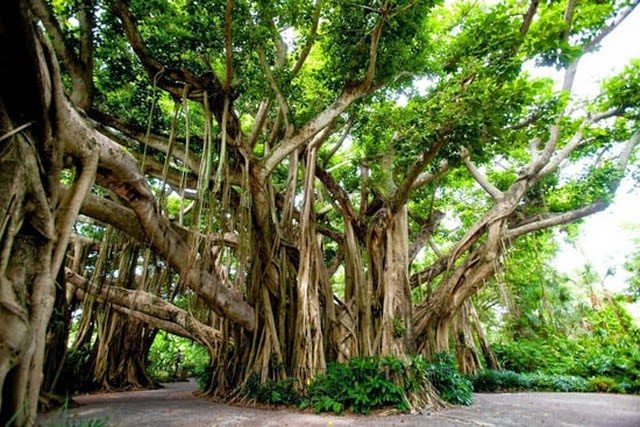 Banyan tree Cypress Gardens, Florida, USA