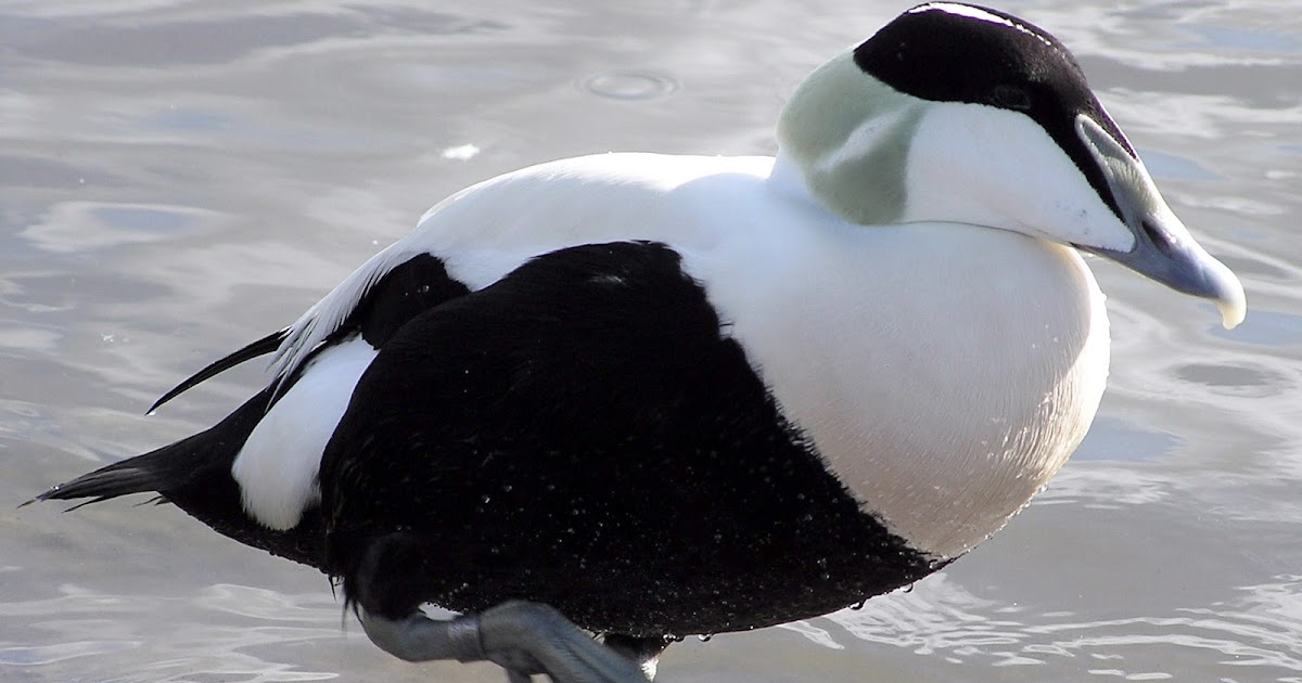 Everything has a location Common eider ducks