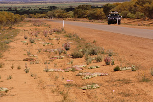 Wreath flowers on the roadside near Morowa Western Australia