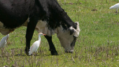 Cow+and+cattle+egrets-Seminole+Rest+Preserve-3-28-12+1458.jpg