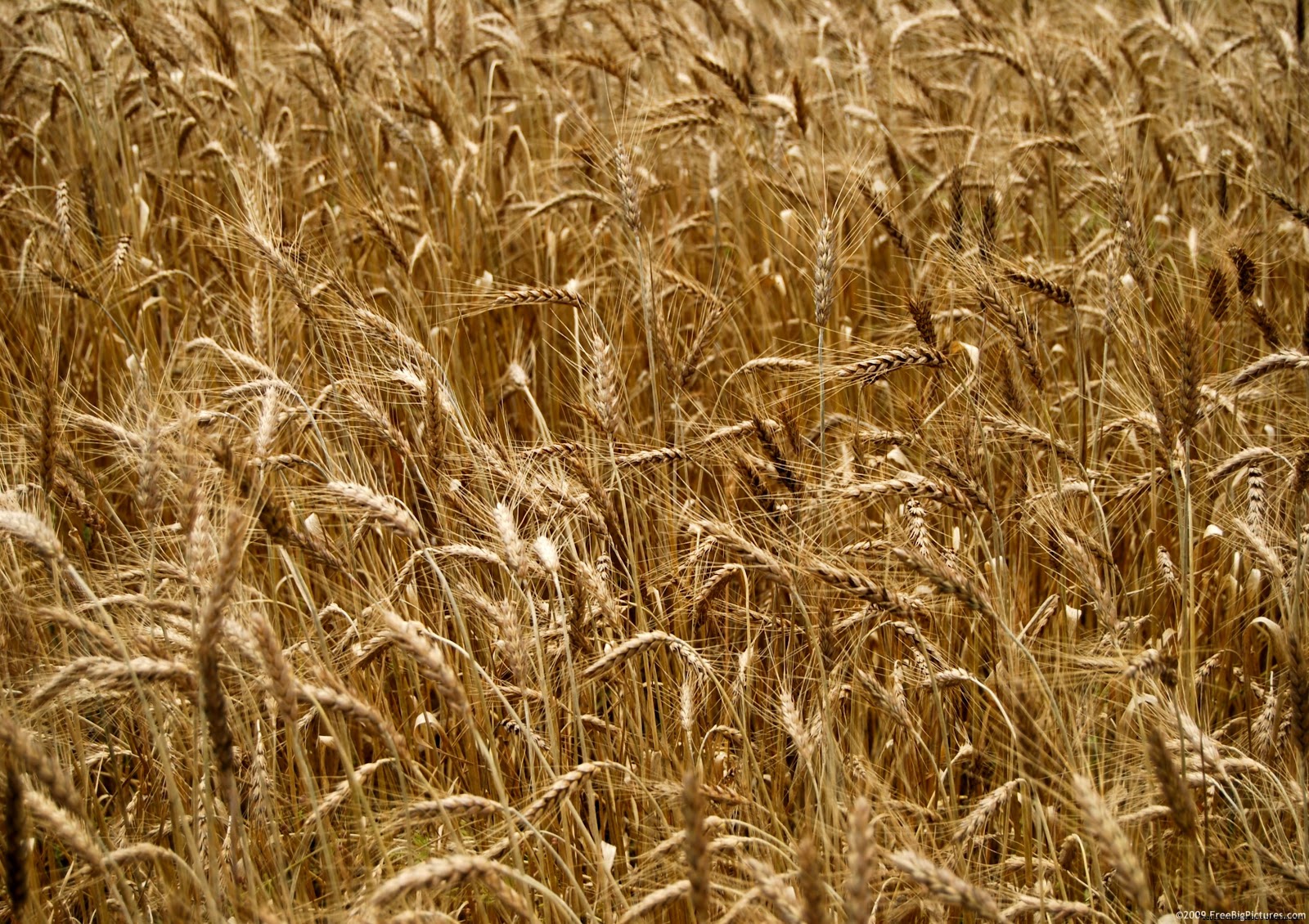 Wheatfield Wheatfield